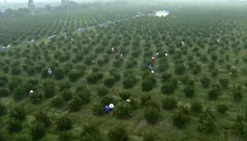 2100畝中藥材產(chǎn)業(yè)基地